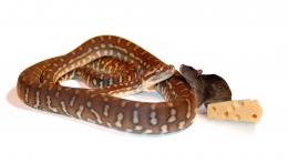 Snake and Mouse Picture